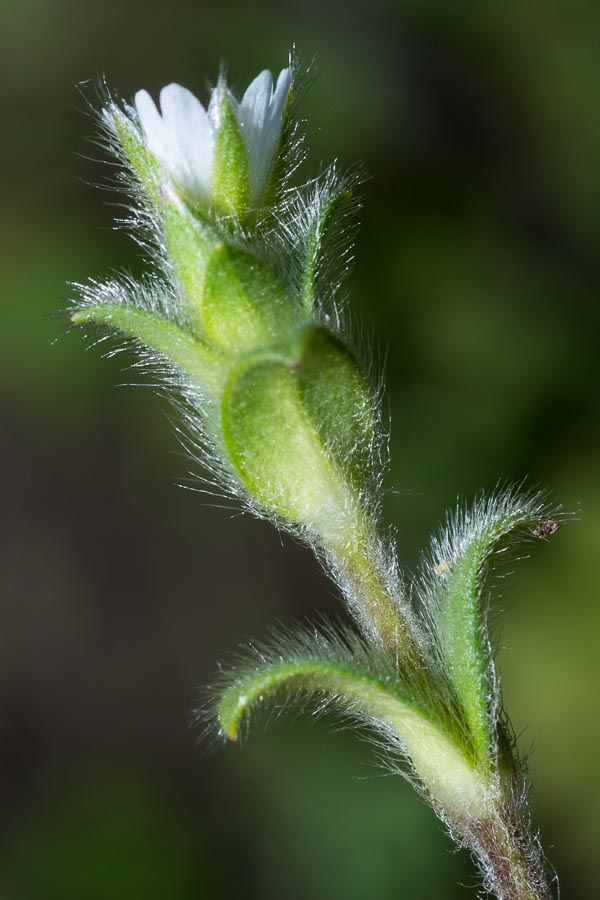 Cerastium holosteoides ?